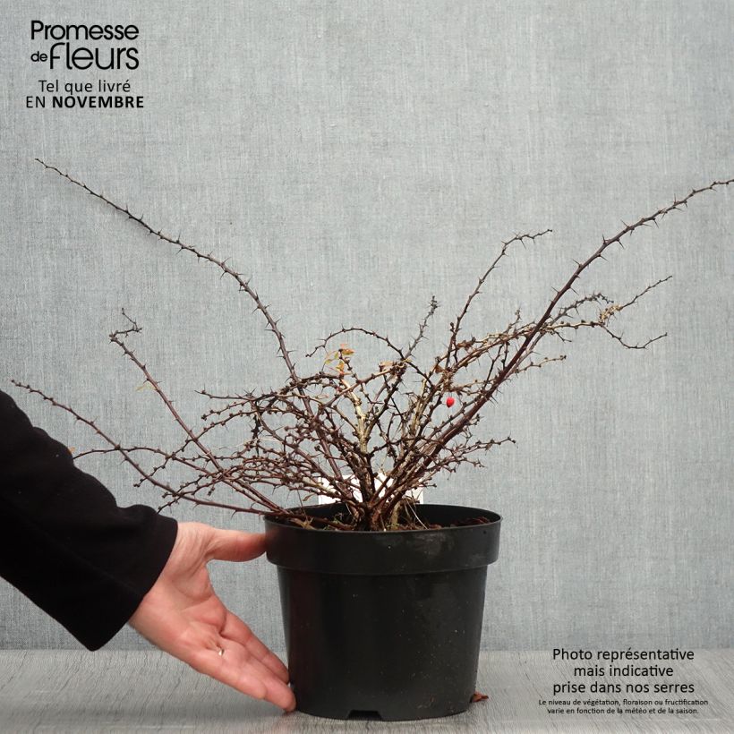 Example of Berberis thunbergii Golden Carpet - Epine-vinette Pot de 3L/4L as you get in automne