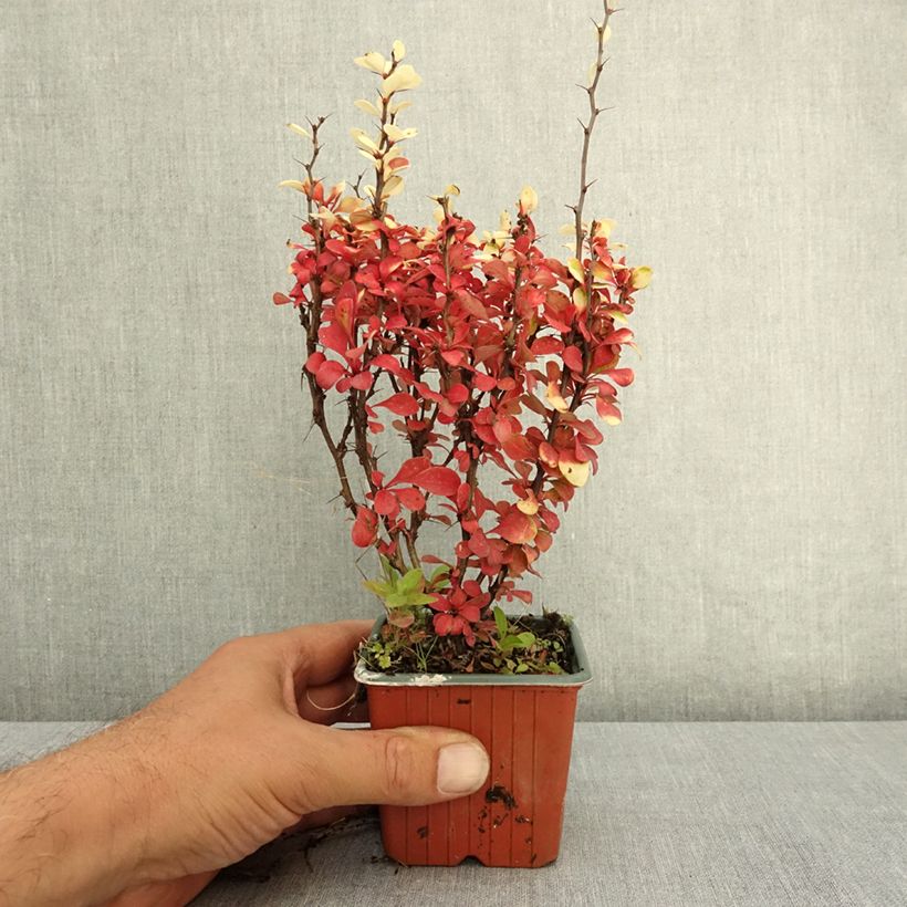 Example of Berberis thunbergii Golden Torch - Epine-vinette Godet de 8/9 cm as you get in ete