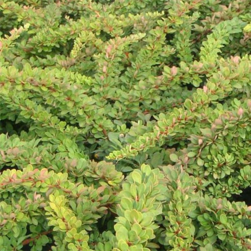 Berberis thunbergii Green Carpet - Epine-vinette (Foliage)