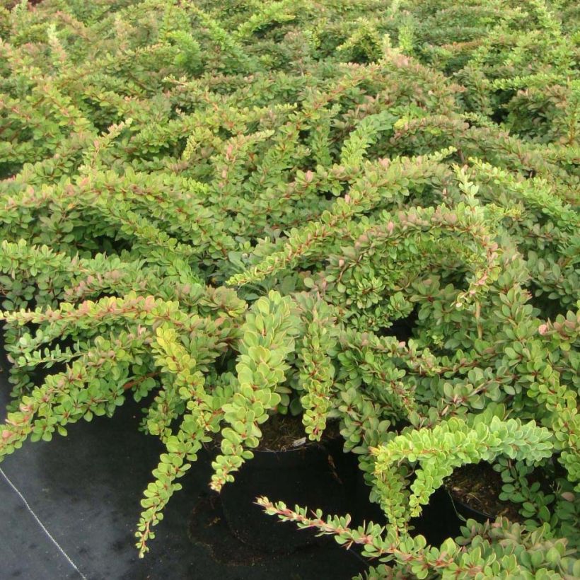 Berberis thunbergii Green Carpet - Epine-vinette (Plant habit)