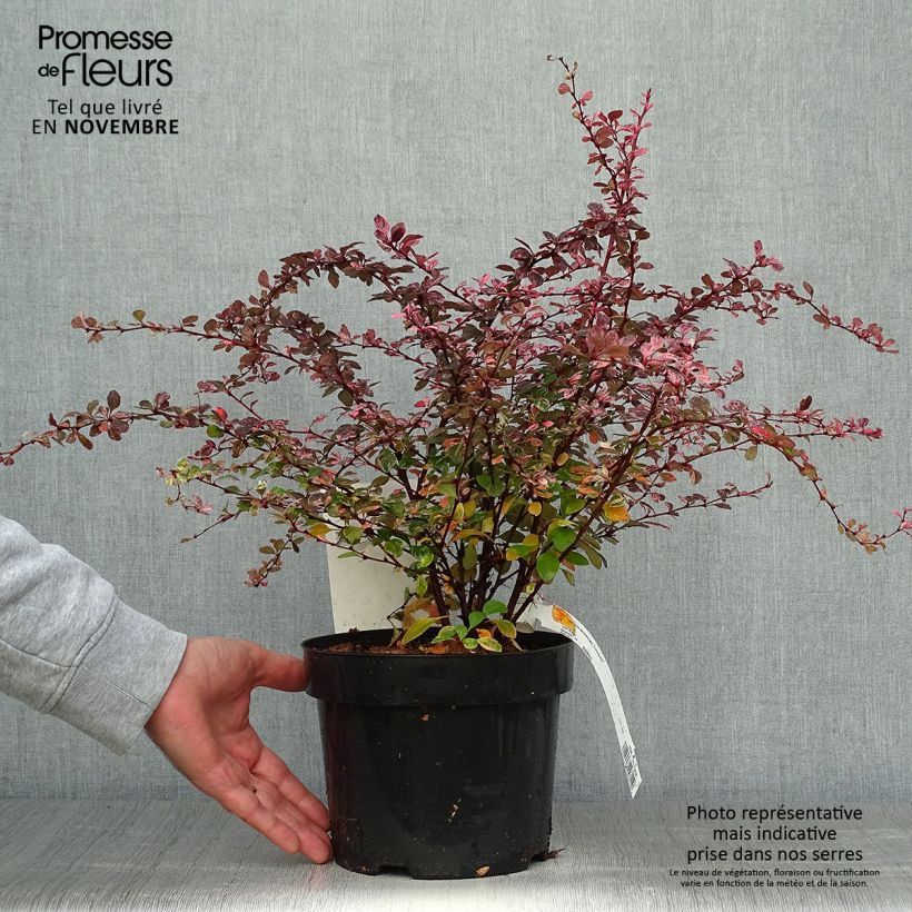 Example of Berberis thunbergii Harlequin - Epine-vinette Pot de 2L/3L as you get in automne