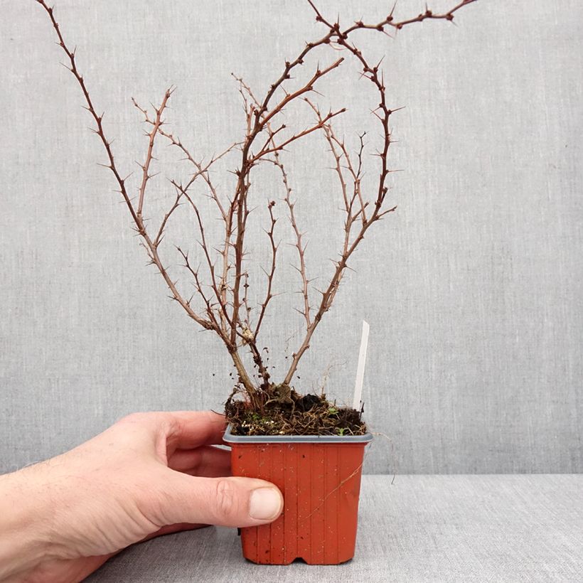 Example of Berberis thunbergii Kelleriis - Epine-vinette Godet de 8/9 cm as you get in hiver