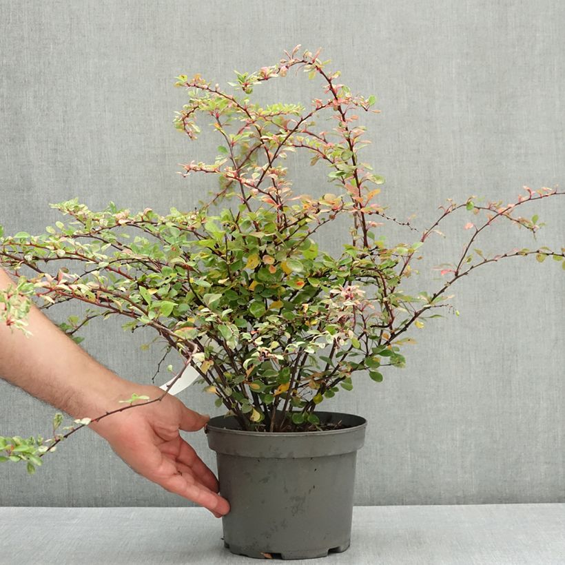 Example of Berberis thunbergii Natasza Pot de 2L/3L as you get in ete