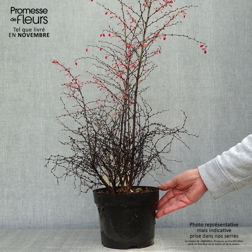 Example of Berberis thunbergii Orange Dream Pot de 2L/3L as you get in automne