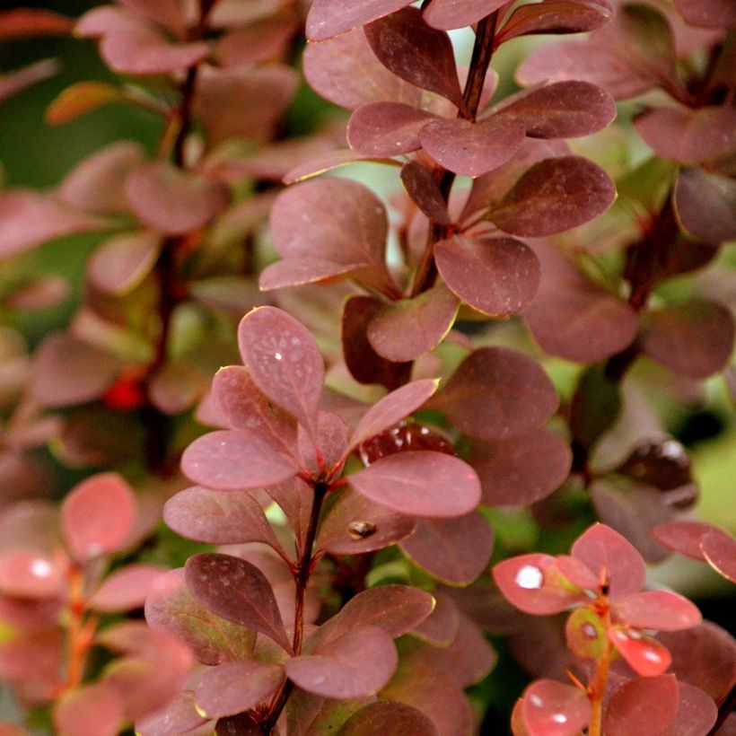 Berberis thunbergii Orange Rocket - Epine-vinette (Foliage)