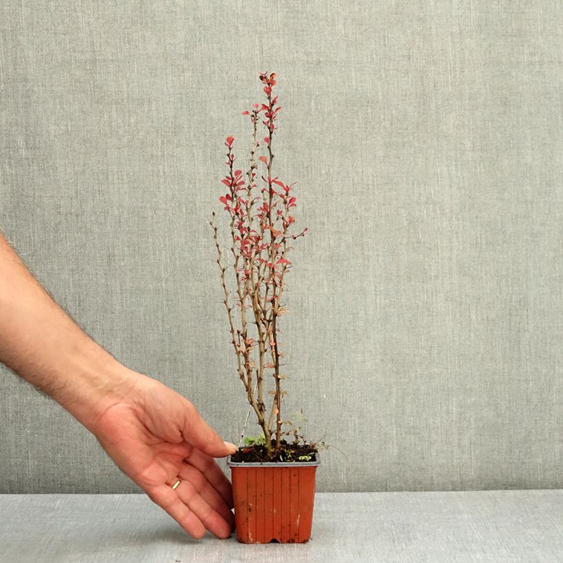 Example of Berberis thunbergii Powwow - Epine-vinette Godet de 8/9 cm as you get in ete