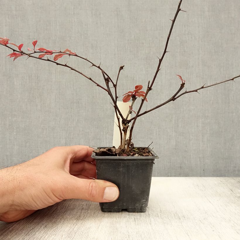 Example of Berberis thunbergii Rosy Glow Godet de 8/9 cm as you get in automne