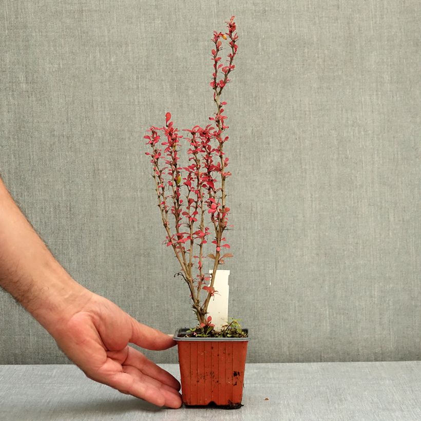 Example of Berberis thunbergii Silver Beauty - Epine-vinette Godet de 8/9 cm as you get in ete
