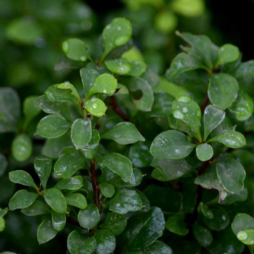 Berberis thunbergii Tiny Gold - Epine vinette (Foliage)