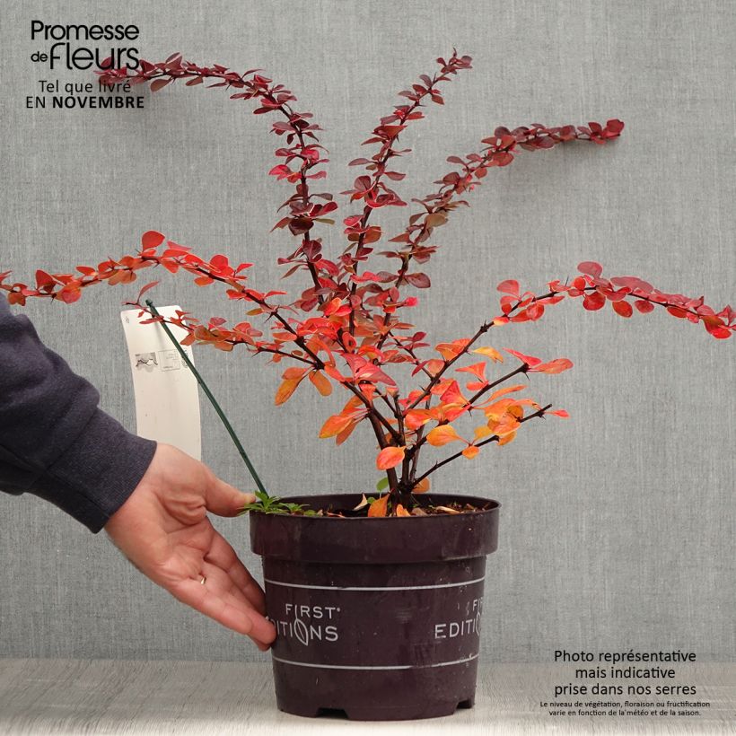 Example of Berberis thunbergii Toscana Pot de 2L/3L as you get in automne