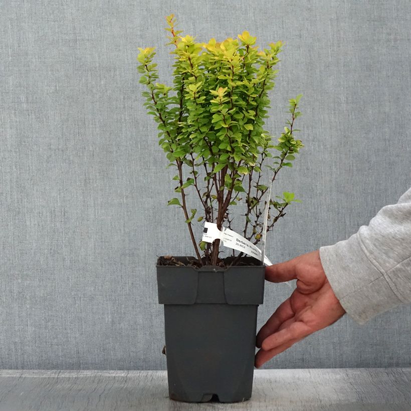 Example of Berberis thunbergii Yellow Tower - Epine-vinette Pot de 2L/3L as you get in automne