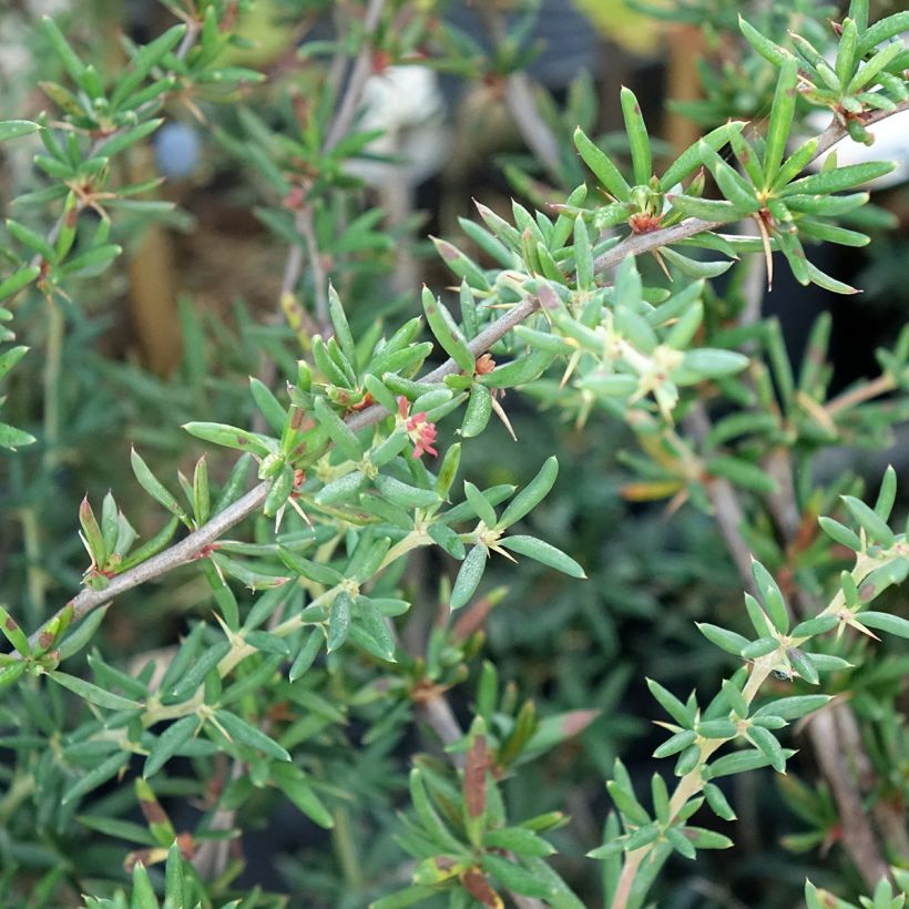 Berberis x stenophylla - Épine-vinette à feuilles étroites  (Foliage)