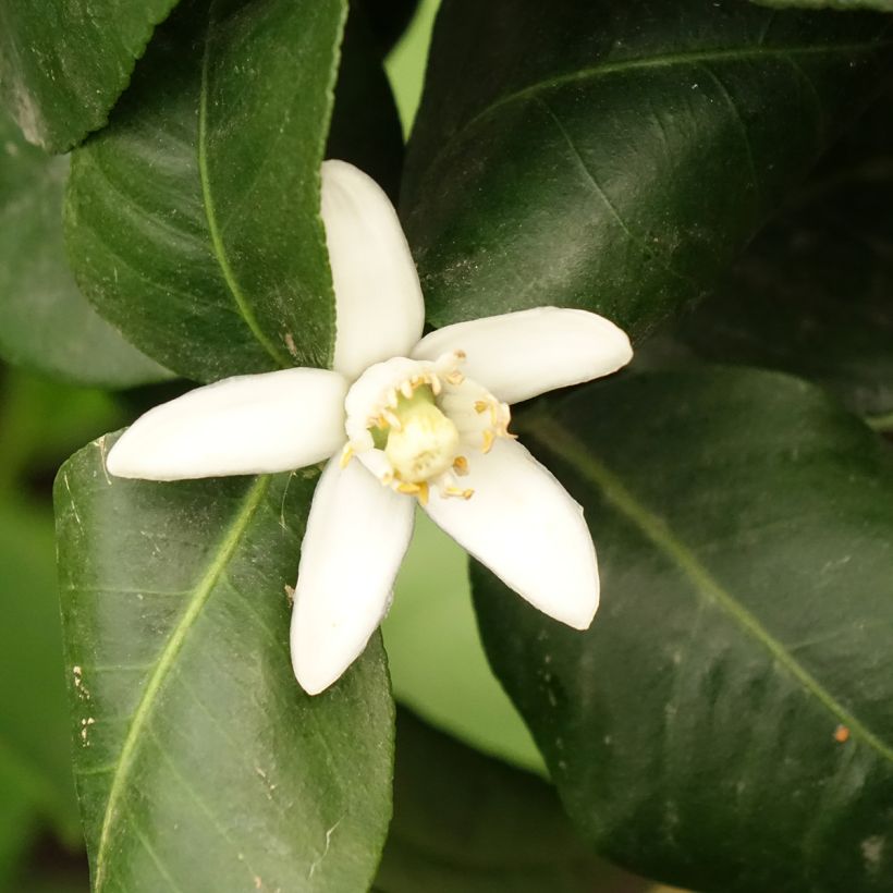 Bergamote - Citrus bergamia (Flowering)