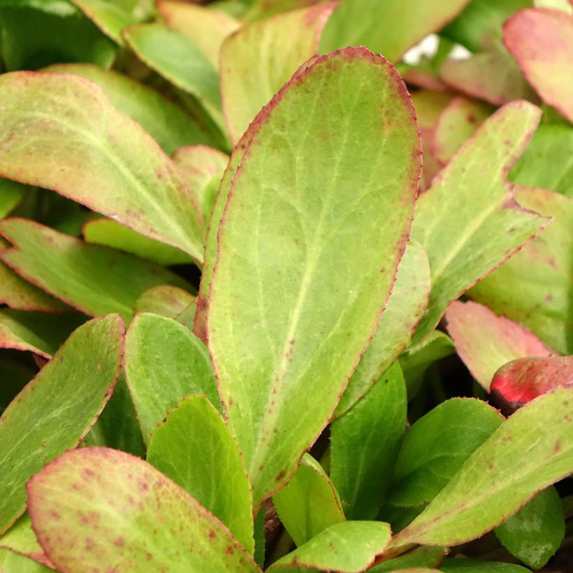 Bergénia Bach - Plante des savetiers (Foliage)