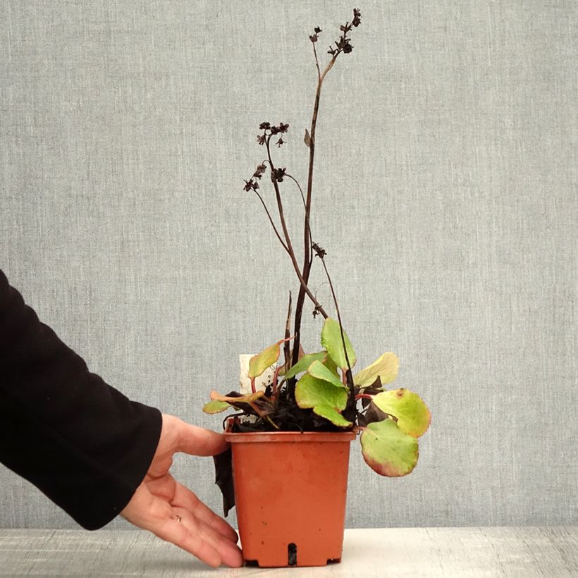 Example of Bergenia cordifolia Silberlicht - Plante des savetiers Pot de 1L/1,5L as you get in automne