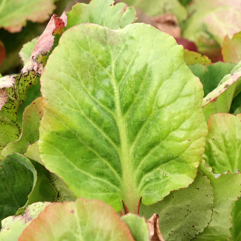 Bergenia Eden's Magic Giant - Plante des savetiers (Foliage)