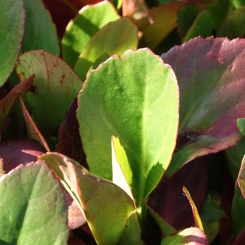 Bergenia Flirt - Plante des savetiers (Foliage)