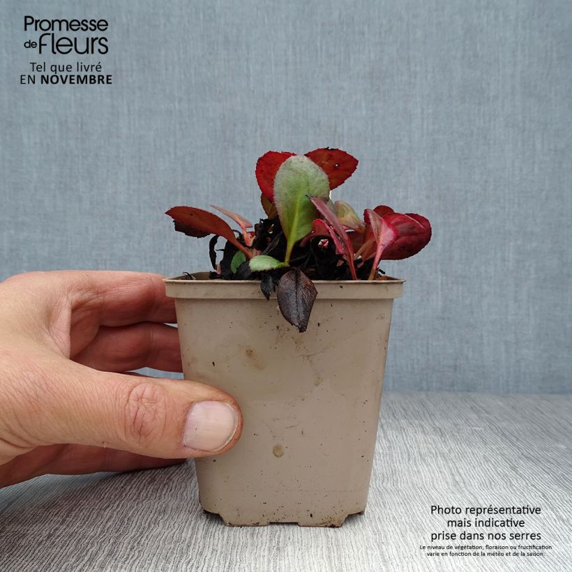 Example of Bergenia Flirt - Plante des savetiers Godet de 8/9 cm as you get in automne