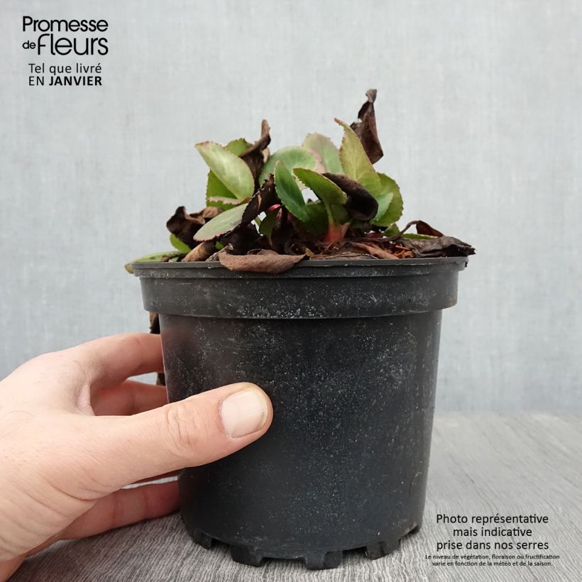 Example of Bergenia hybride Harzkristall Pot de 2L/3L as you get in hiver