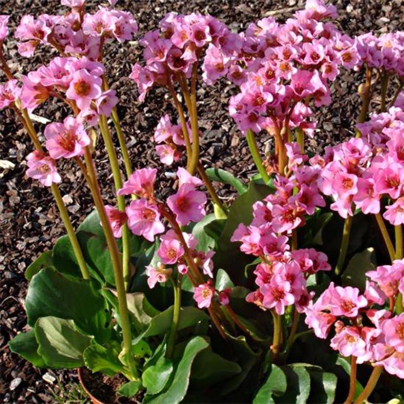 Bergenia Rosenkristall (Plant habit)