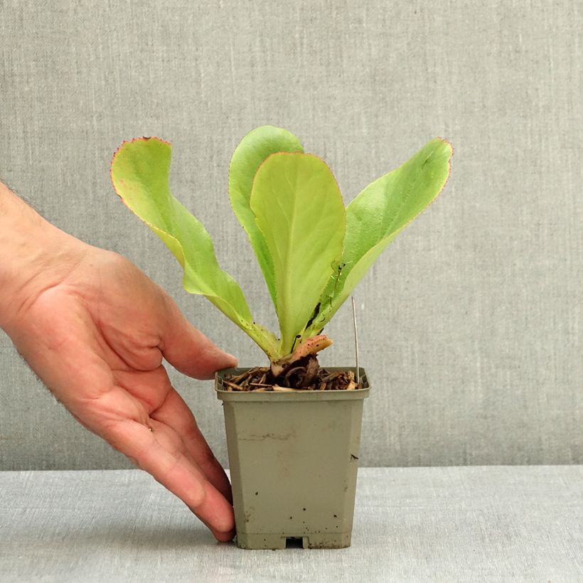 Example of Bergenia Ice Queen - Plante des savetiers Godet de 8/9 cm as you get in ete