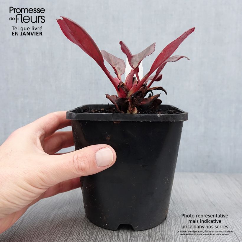 Example of Bergenia Ouvertüre Pot de 1,5L/2L as you get in hiver