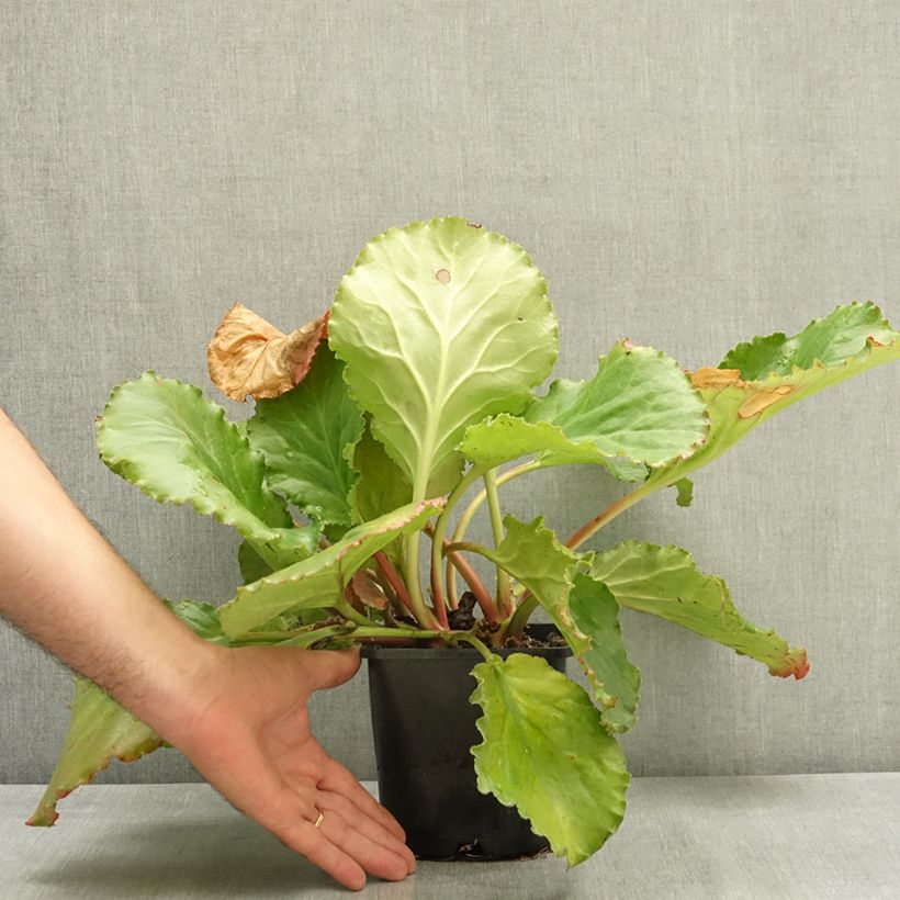 Example of Bergenia Ripple Effect Pot de 2L/3L as you get in ete