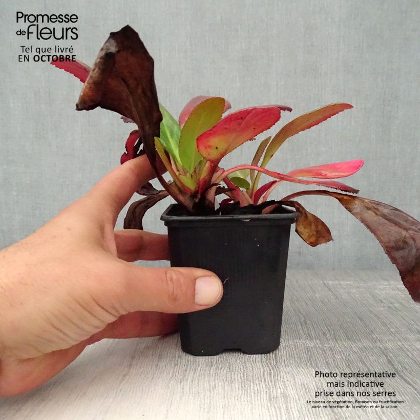 Example of Bergenia Wintermarchen - Bergénie Godet de 8/9 cm as you get in automne