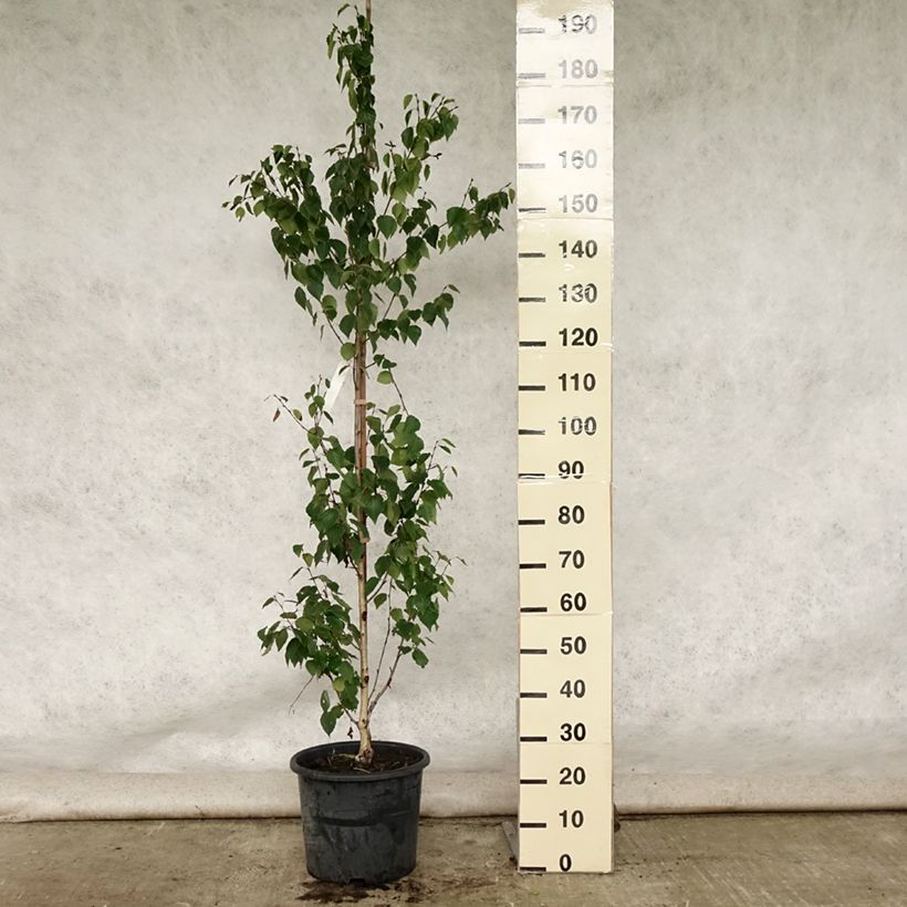 Example of Betula ermanii Holland - Bouleau d'Erman  Pot de 12L/15L as you get in ete