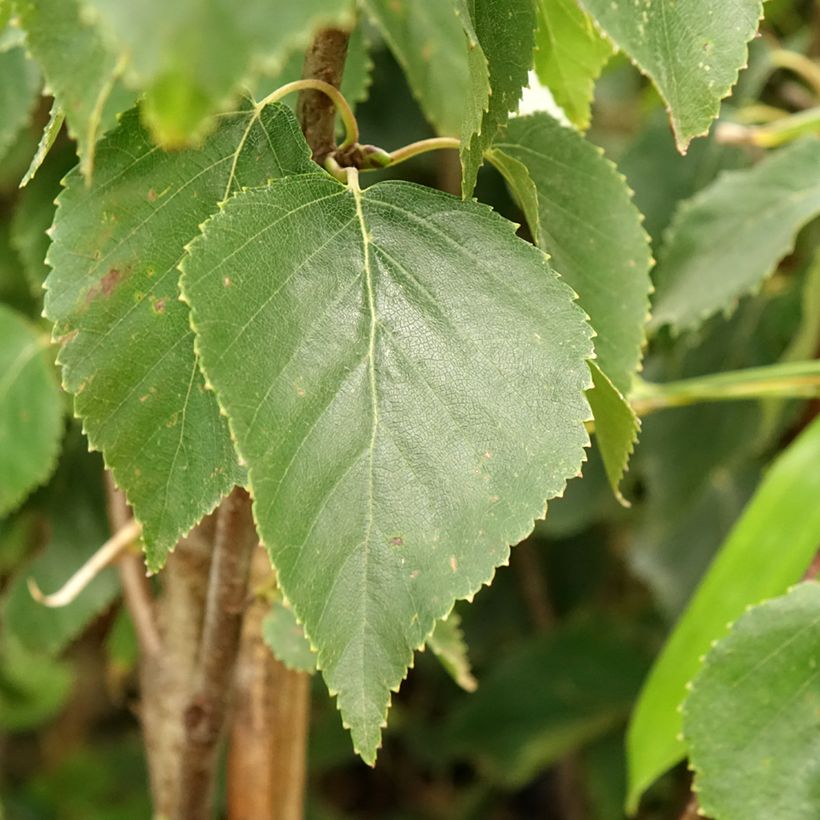 Betula ermanii Holland - Bouleau d'Erman  (Foliage)