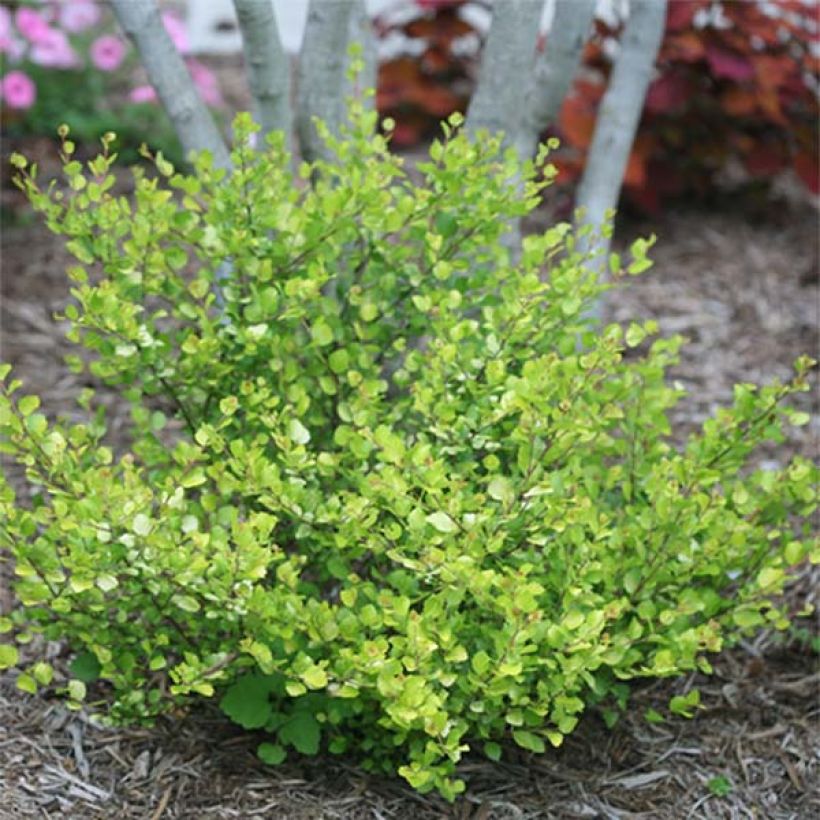 Betula nana Golden Treasure - Bouleau nain à feuillage doré (Plant habit)