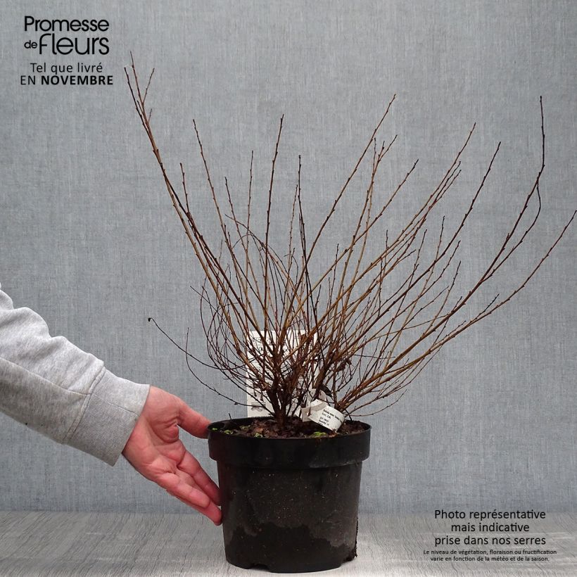 Example of Betula nana Golden Treasure - Bouleau nain à feuillage doré Pot de 3L/4L as you get in automne