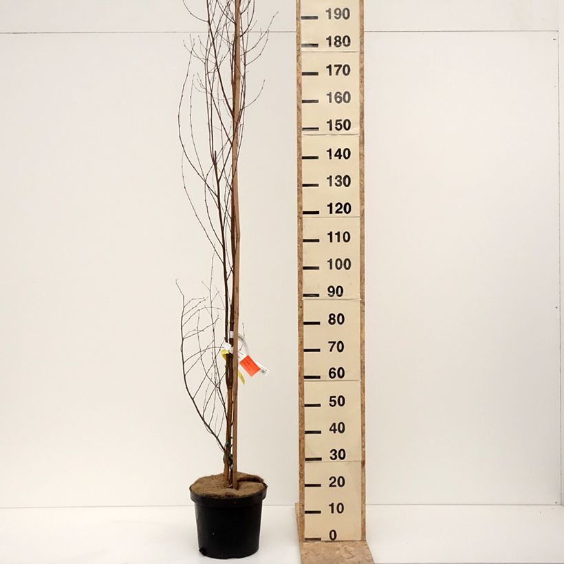 Example of Betula pendula Fastigiata - Bouleau fastigié Pot de 7,5L/10L as you get in hiver