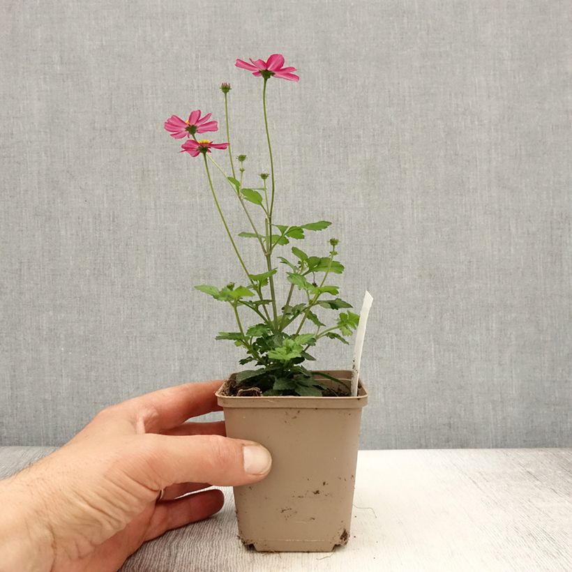 Example of Bidens Stoplight Godet de 8/9 cm as you get in printemps