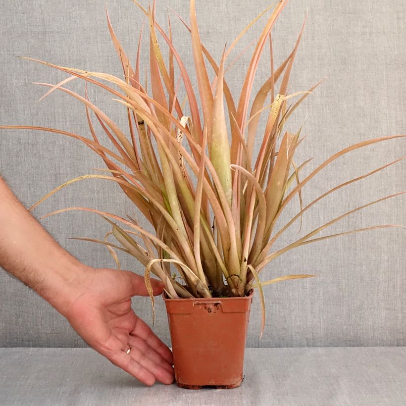 Example of Billbergia nutans Pot de 1L/1,5L as you get in ete