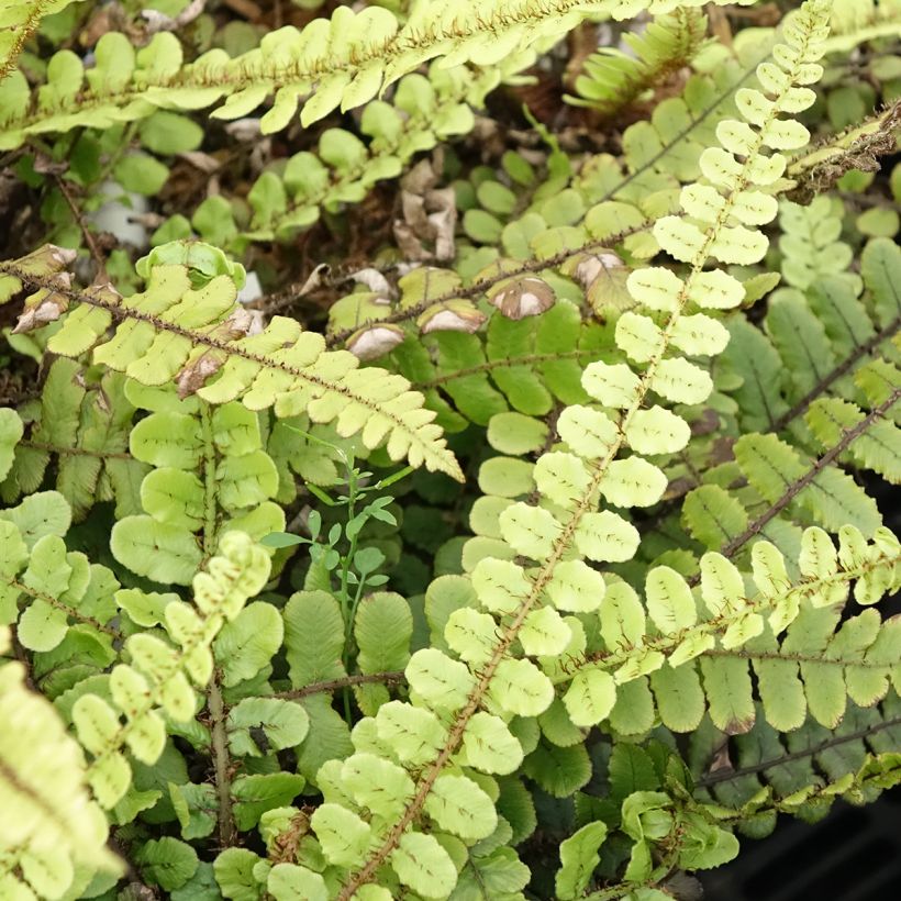 Blechnum fluviatile (Foliage)
