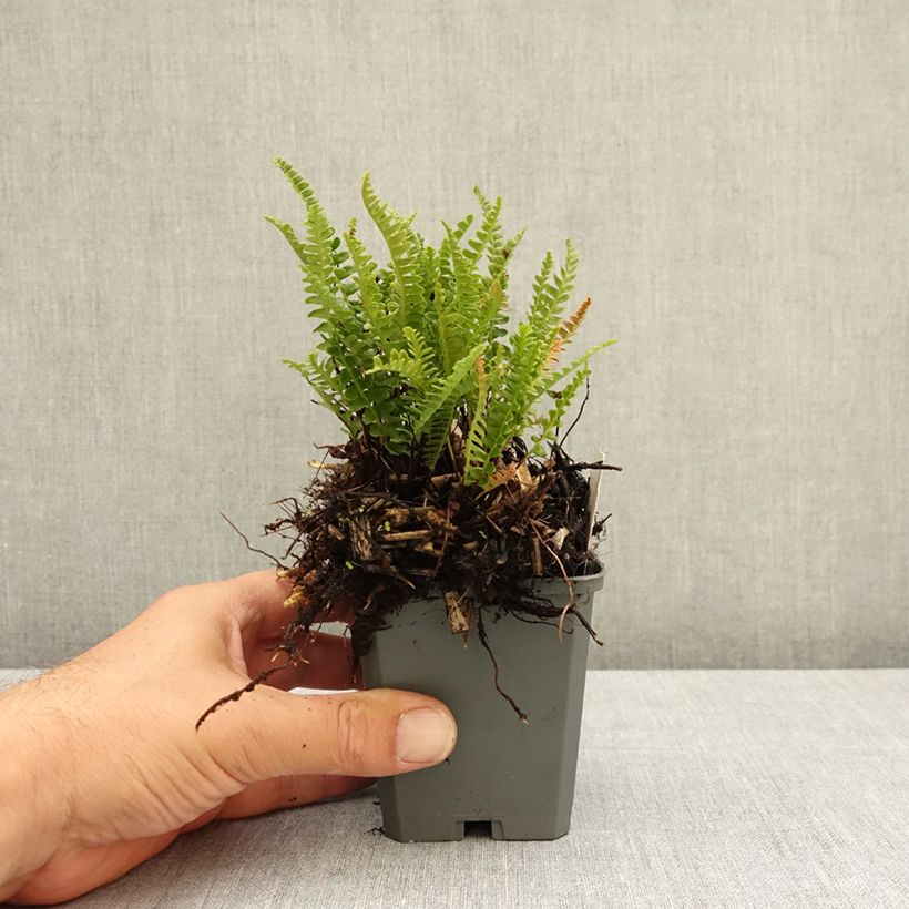 Example of Blechnum penna-marina - Fougère Godet de 8/9 cm as you get in ete