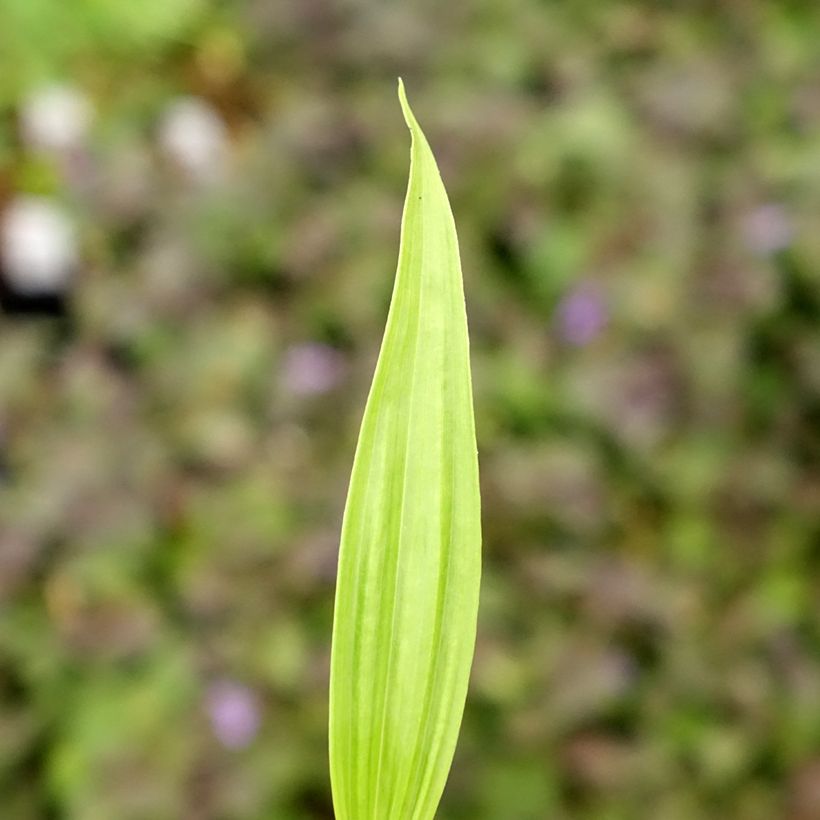 Bletilla ochracea - Bletilla ochracée (Foliage)