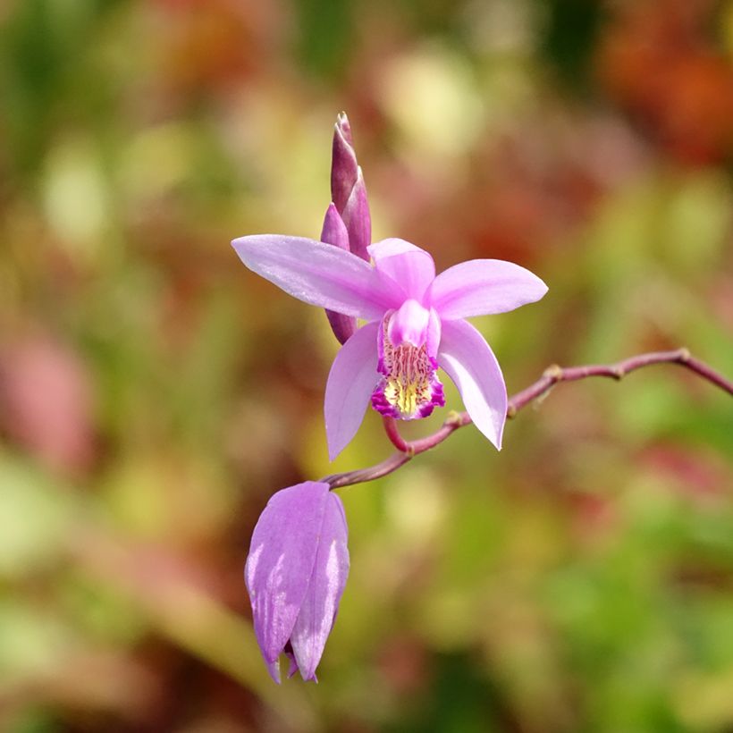Bletilla Penway Paris - Orchidée jacinthe (Flowering)