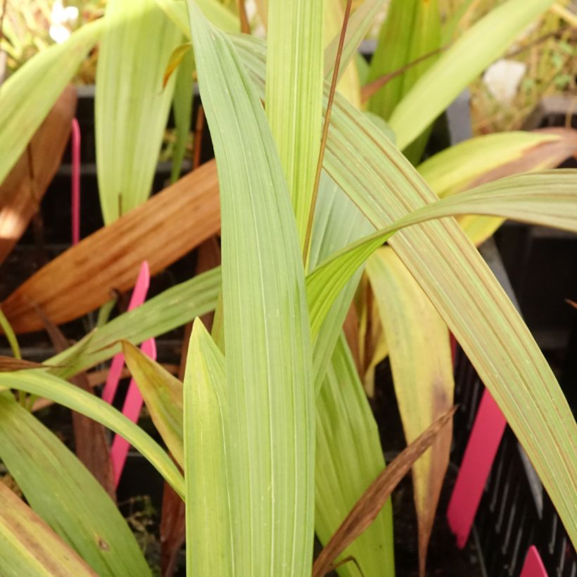 Bletilla Penway Paris - Orchidée jacinthe (Foliage)
