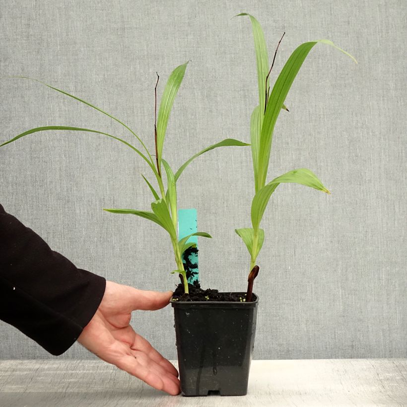 Example of Bletilla striata Purple - Orchidée jacinthe Godet de 8/9 cm as you get in automne