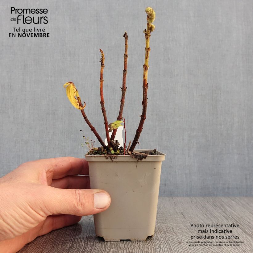 Example of Boehmeria biloba Godet de 8/9 cm as you get in automne