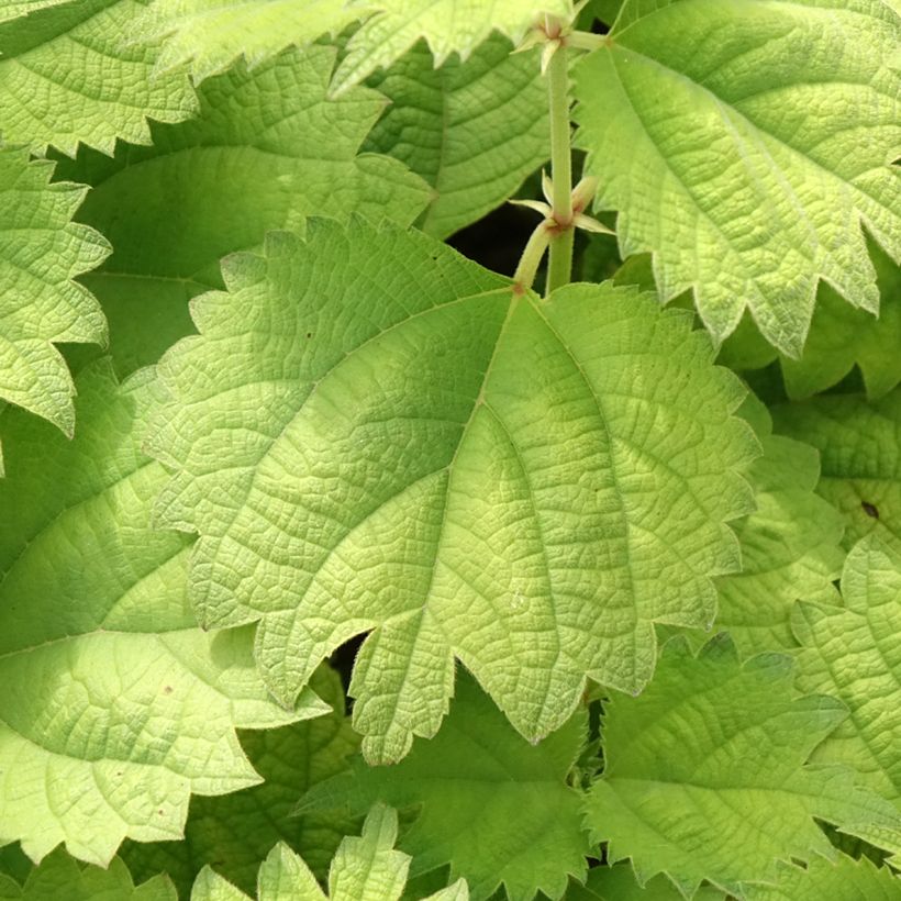 Boehmeria biloba (Foliage)