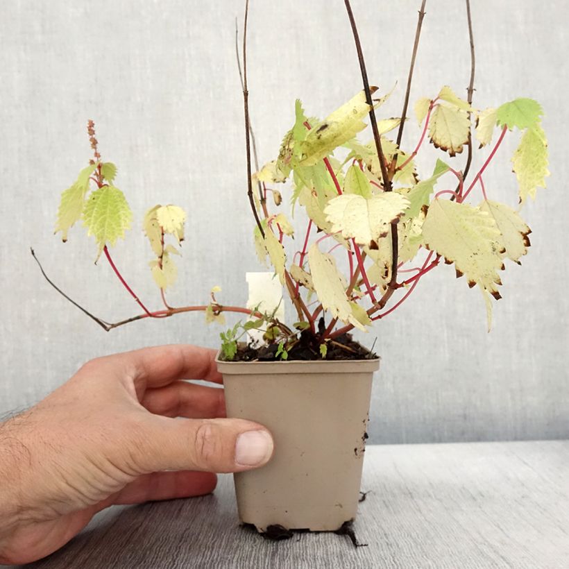 Example of Boehmeria tricuspis - Ortie de Chine Godet de 8/9 cm as you get in automne