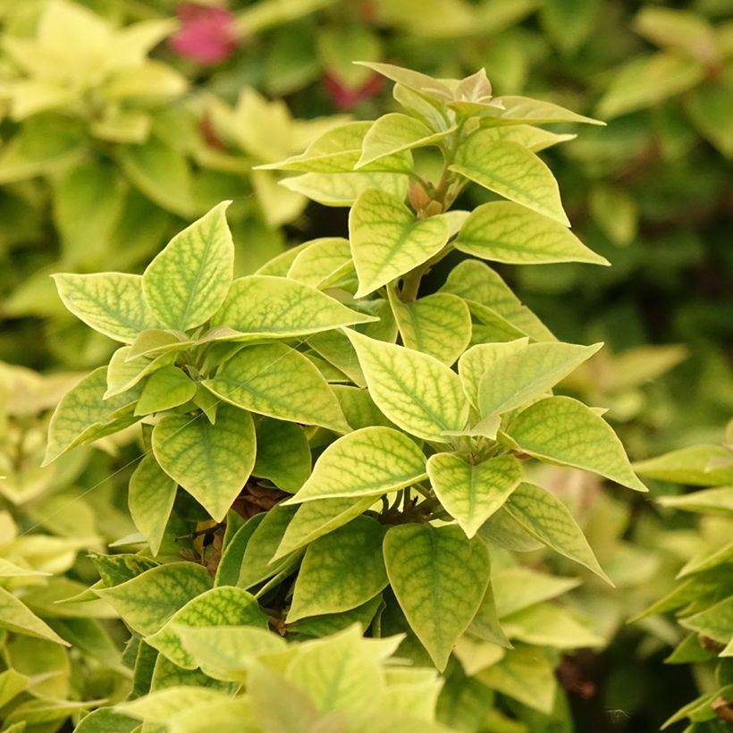 Bougainvillier Mini Thaï (Foliage)