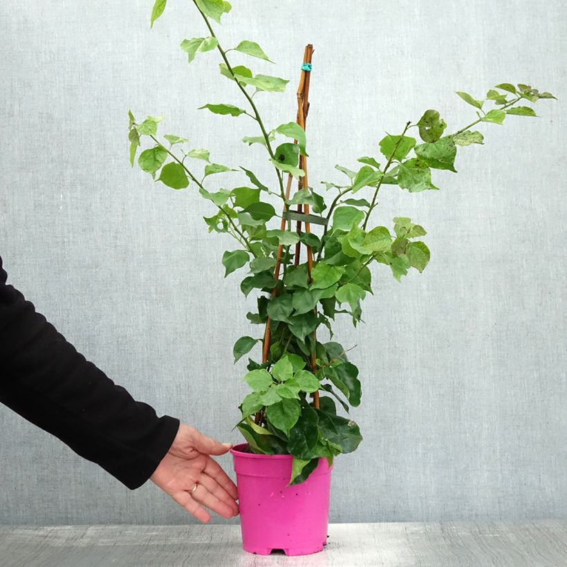 Example of Bougainvillier spectabilis Pourpre violacé Pot de 2L/3L as you get in automne