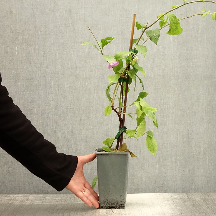 Example of Bougainvillier Violet de Mèze Pot de 1,5L/2L as you get in automne