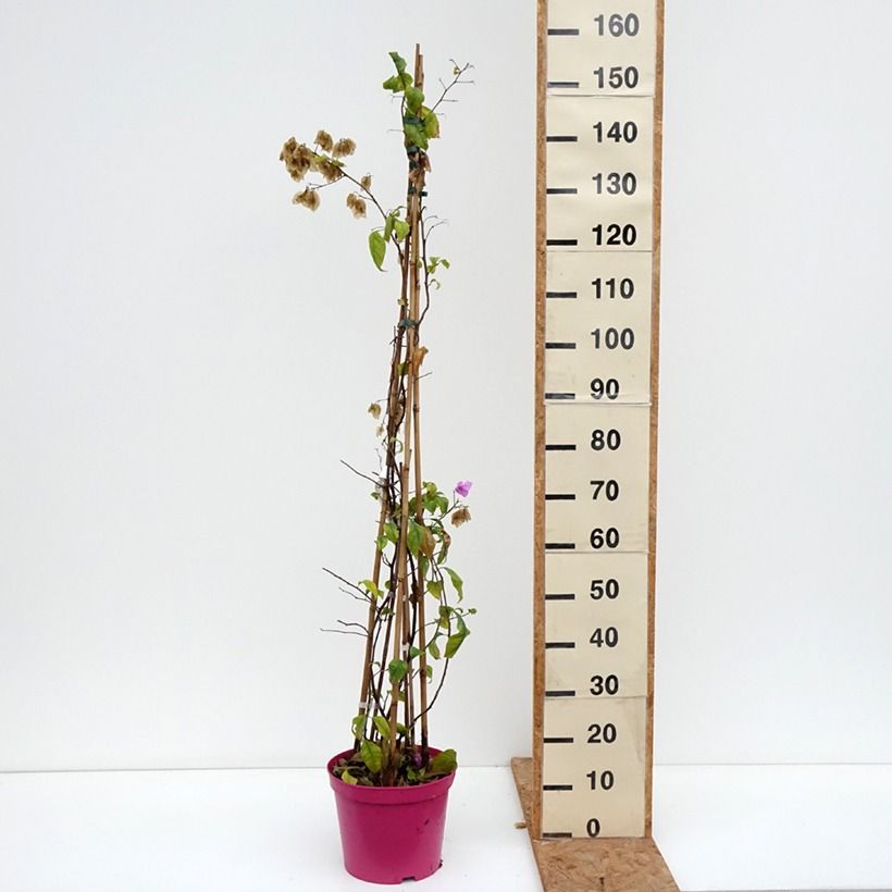 Example of Bougainvillier Violet de Mèze Pot de 7,5L/10L as you get in automne