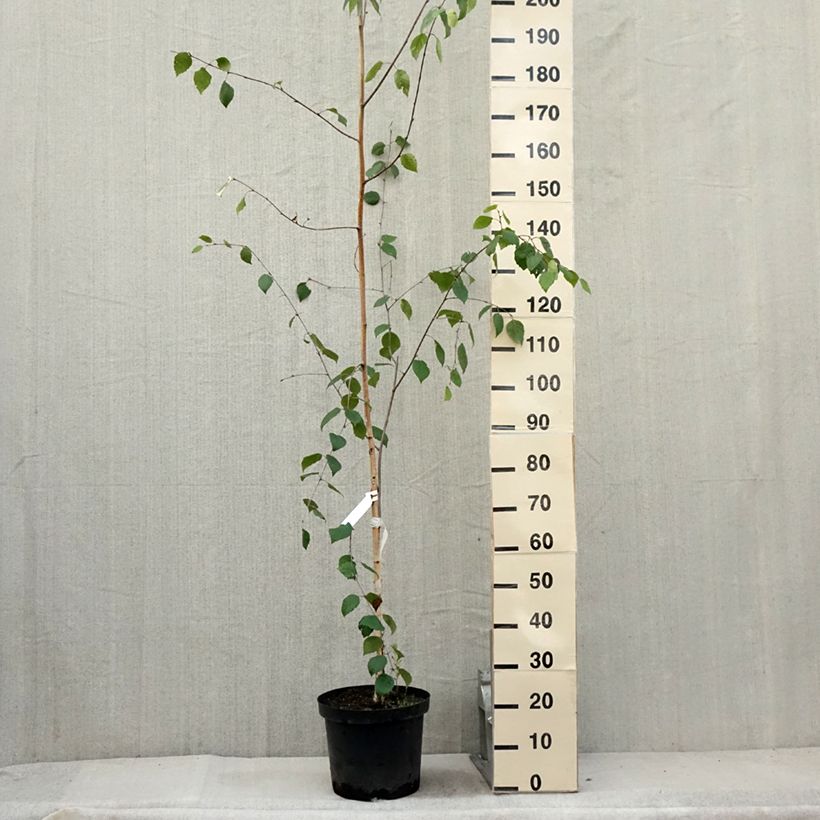 Example of Bouleau de l'Himalaya - Betula utilis jacquemontii Pot de 4L/5L as you get in ete