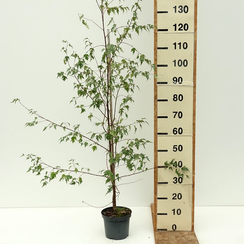 Example of Bouleau pleureur - Betula pendula Crispa Pot de 2L/3L as you get in ete